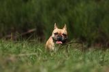 BOULEDOGUE FRANCAIS 873
